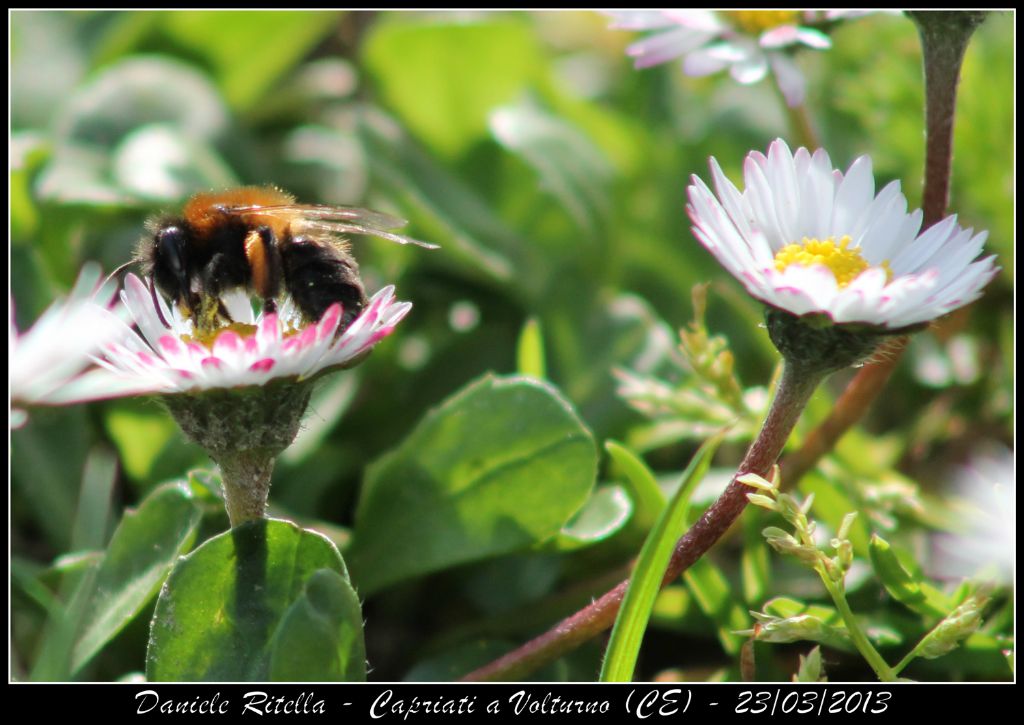 Andrena thoracica???